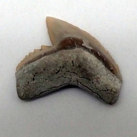 Galeocerdo-cuvier-Eoceno,Yorktown formation-Beaufort Co., N.Carolina(USA)