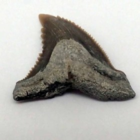 Hemipristis-serra-Mioceno-Pungo River Formación-Beaufort County,N.Carolina-USA