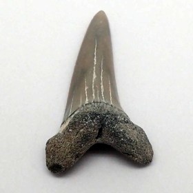 Isurus-desori-Mioceno-N.Carolina,USA