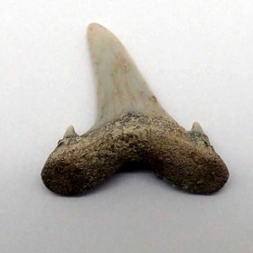 Jaekelotodus-trigonalis-Eoceno medio, 45-50 M.A -Sarysu River,Kazajistán