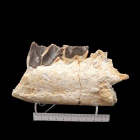 Matamynadon sp-Oligoceno-S.Dakota,USA