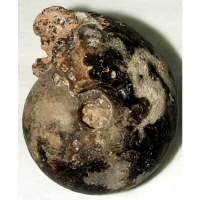 ammonite neoptychites sp., Turonian, Cretaceous, Jbel Tmetrout, Morocco